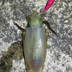 アオリ求めて垂水〜加古川