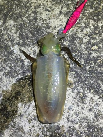 アオリ求めて垂水〜加古川