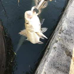 仕事終わりの短時間釣行其の二