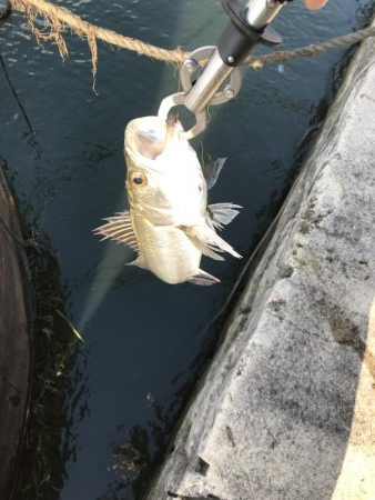 仕事終わりの短時間釣行其の二