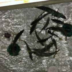 ナイトディープアジング