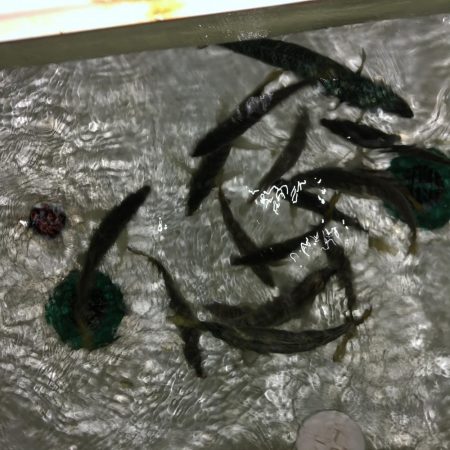 ナイトディープアジング