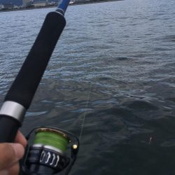 久しぶりのメジロ!