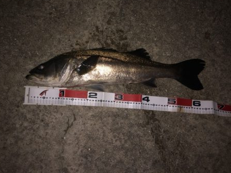 日曜日の夕まずめ