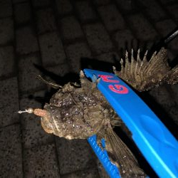 太刀魚調査からのぉ〜