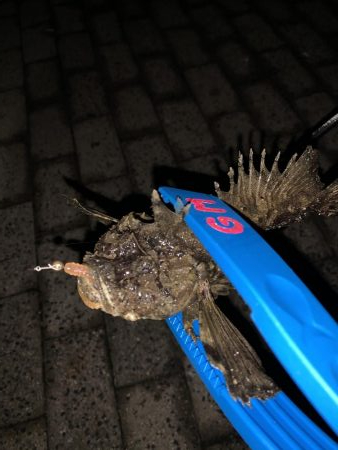 太刀魚調査からのぉ〜