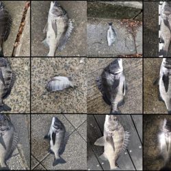 イチノ兄弟、釣果！