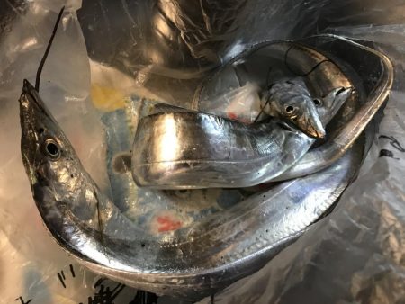 両マズメ　釣り