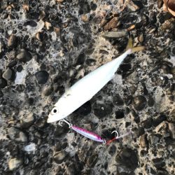 久しぶりにハマチ