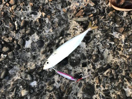 久しぶりにハマチ