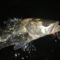 秋の夜長に河鱸