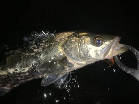 秋の夜長に河鱸