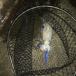 秋イカ三度目釣行