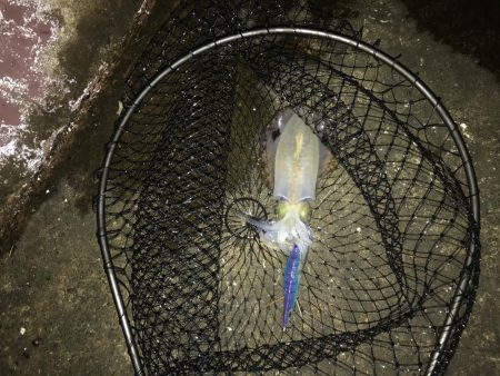 秋イカ三度目釣行