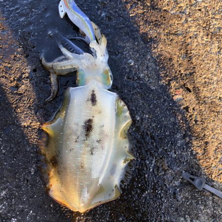 佐渡ヶ島エギング 29回目