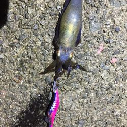 やっと良いサイズ