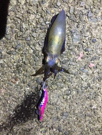 やっと良いサイズ