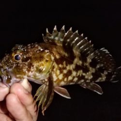 河口のライトゲーム