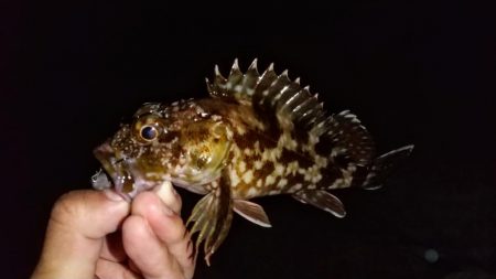 河口のライトゲーム