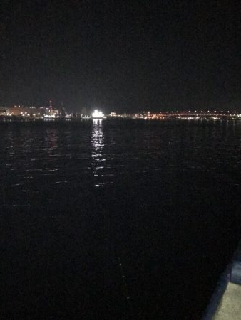 今シーズン初サゴシ！