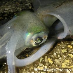 息子のエギングデビューはタコのオマケ付き