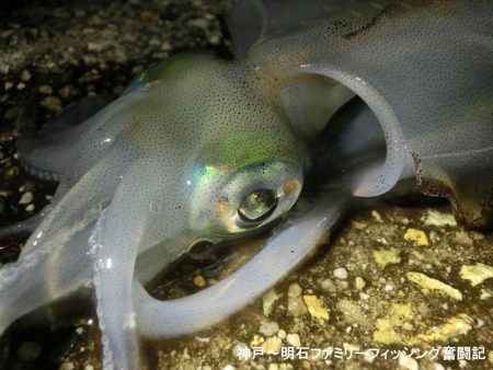 息子のエギングデビューはタコのオマケ付き