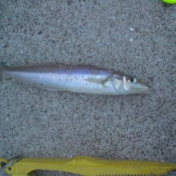 久しぶりの釣り