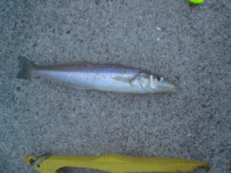 久しぶりの釣り