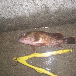 家族で五目釣り