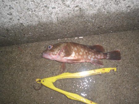 家族で五目釣り