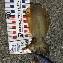 アオリイカ!250g×2