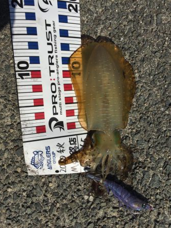 アオリイカ!250g×2