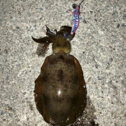 ナイトエギング、泳がせ釣り