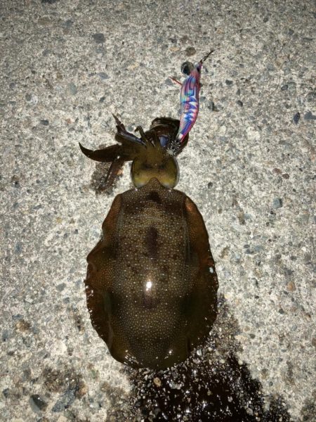 ナイトエギング、泳がせ釣り