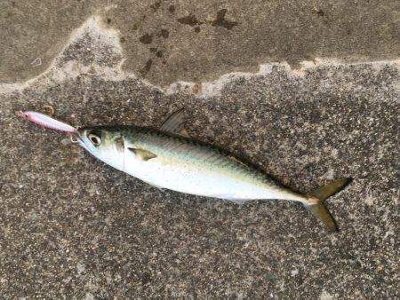 3目達成！秋は魚影濃い！