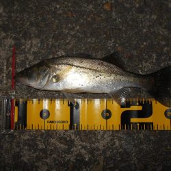 またチビばかり…。