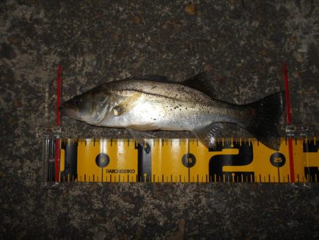 またチビばかり…。