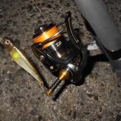 ちょこっとシーバス。