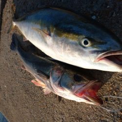 トップゲーム!!