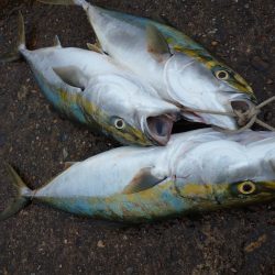 雨の中青物狙い!!