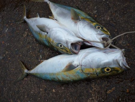 雨の中青物狙い！！