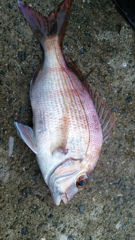 エビ撒き釣りで六目達成♪