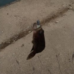 ファミリーフィッシング