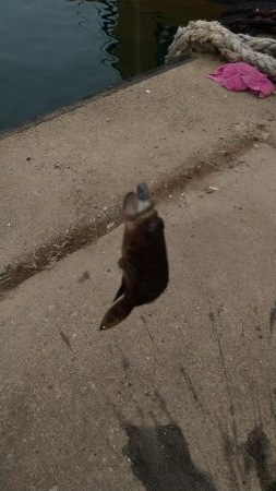 ファミリーフィッシング