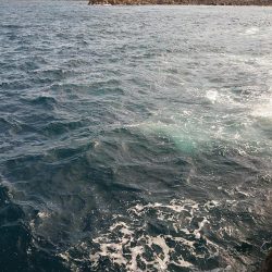 ヒラマサ狙いが。。