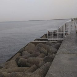 サゴシ狙いが⁉