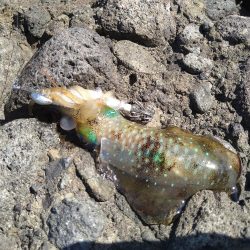 ペンペンとアオリん