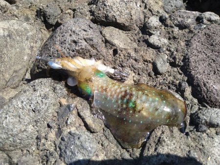 ペンペンとアオリん