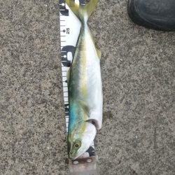 ワカシとメッキが釣れました。