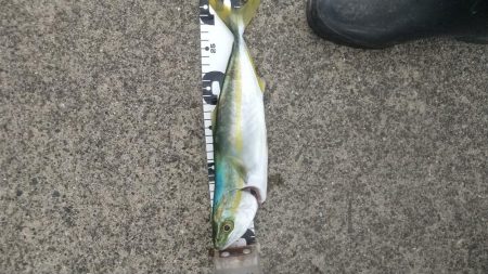 ワカシとメッキが釣れました。